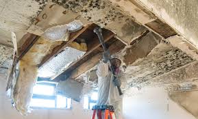 Best Real Estate Mold Inspection  in Houserville, PA